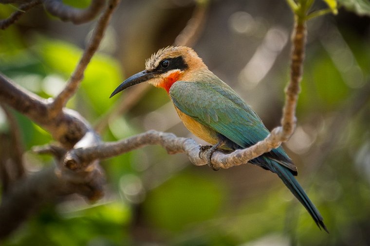 100 Zambia, South Luangwa NP, witkapbijeneter.jpg